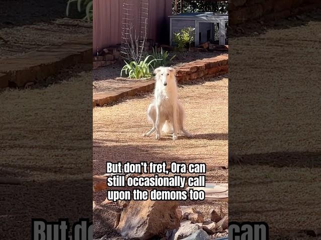 Ora is still here to help #borzoi #dogs #funny #hoark #unhinged #weird