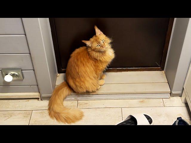 MELISSA THE MAINE COON PLANS AN ESCAPE / The Beaver Has Got Fat