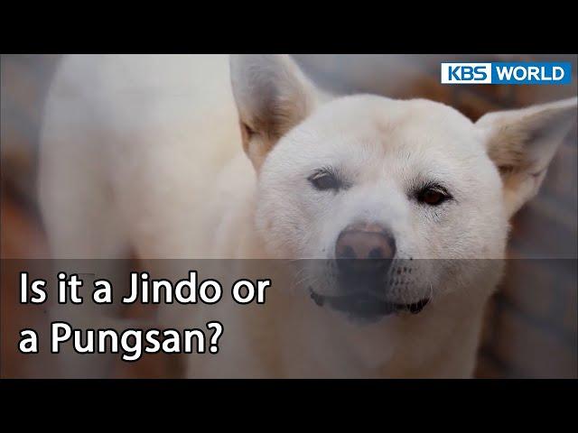 Is it a Jindo or a Pungsan? (Dogs are incredible EP.122-1) | KBS WORLD TV 220517