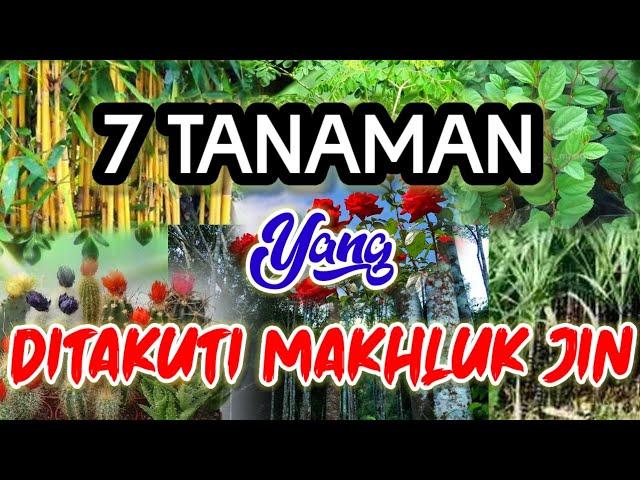 Tanaman yang Ditakuti Jin || Tanaman Pengusir Jin