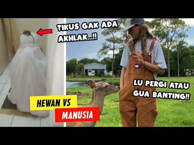 Manusia VS Hewan!! Kumpulan Video Hewan Ngeselin Yang Terekam Kamera