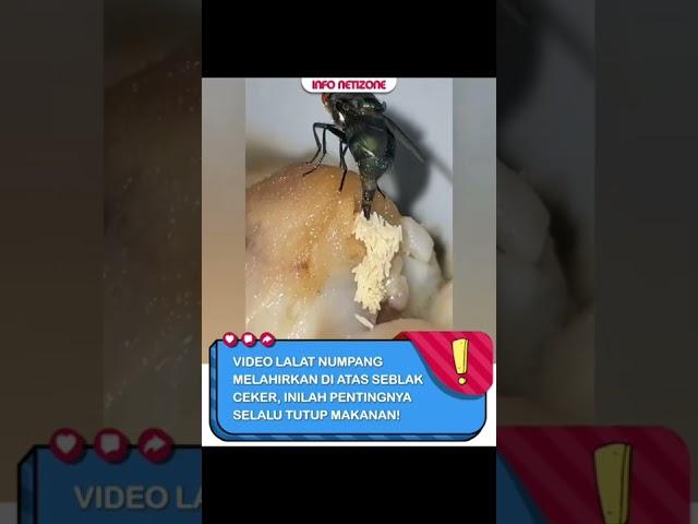 Pernah gak sih kalian ngerasain makanan ada belatungnya??