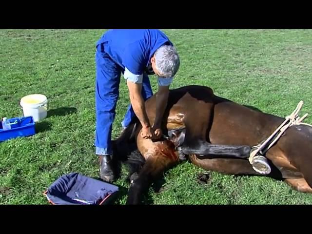 Gelding the thoroughbred