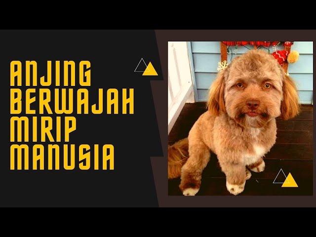 Viral Anjing Berwajah Mirip Manusia Hebohkan Warga Amerika Serikat - Unik