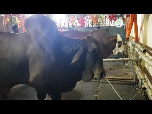 TWO BEST BULL IN BANGLADESH QURBANI 2022 @SadeeqAgro @biggestcowinbangladesh