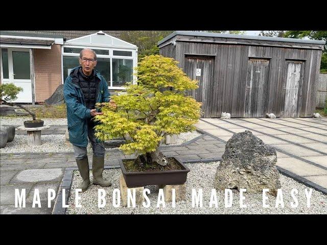 Maple Bonsai Made Easy