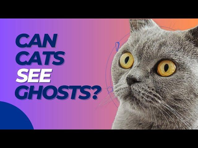  Can Cats See Ghosts ? | Based from Paranormal and Science Experts 