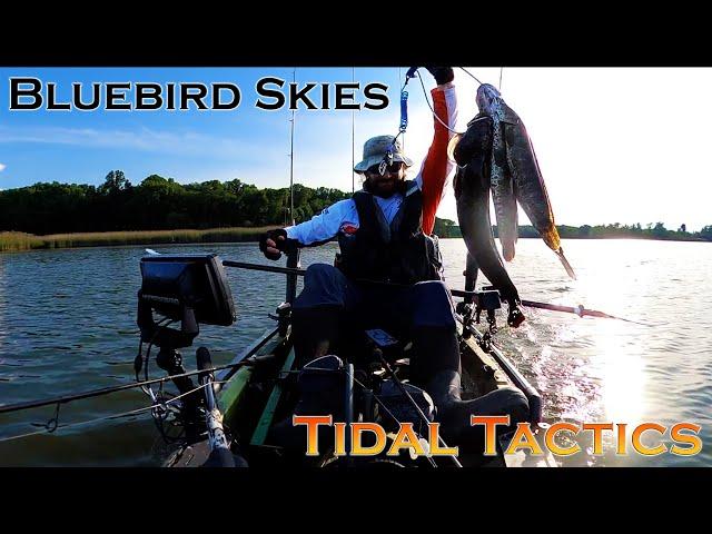 Chesapeake Snakehead Tidal Tactics and Bluebird Skies: Topwater, Swimbaits, & Snakehead Patterns