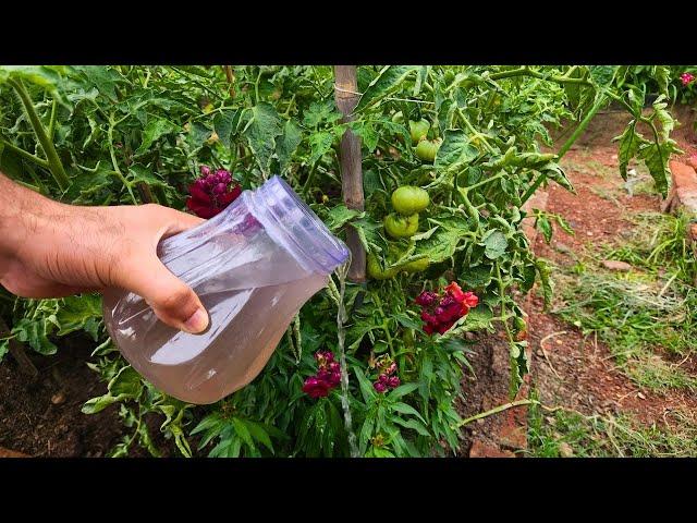 The strongest organic fertilizer for tomatoes, onions, and cucumbers! Just 1 ingredient