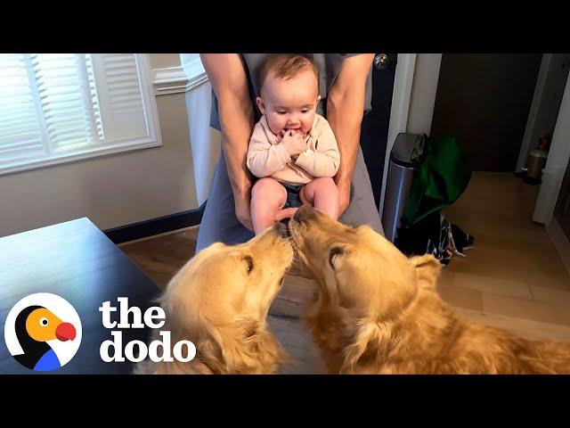 Dogs Who Love Their Babies | The Dodo