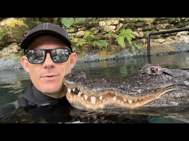 Casper the friendly alligator boops my face-is he my pet?!