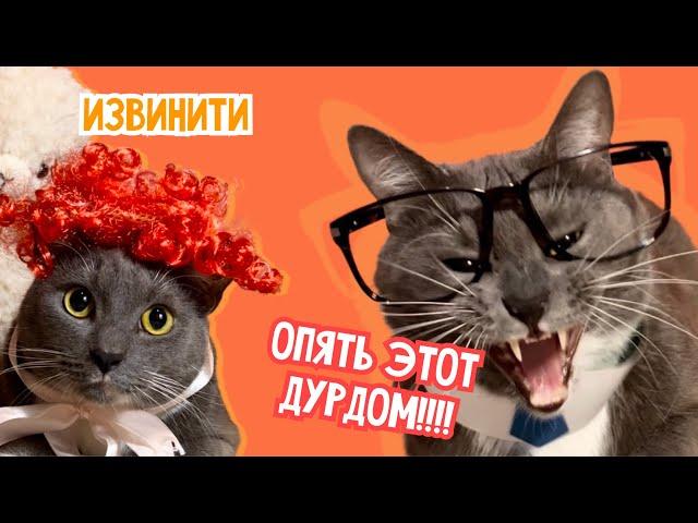 ЕСЛИ БЫ КОТИКИ ХОДИЛИ В ШКОЛУ - ОПЯТЬ НА УЧЕБУ!