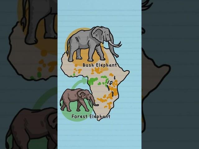 African Bush and Forest elephants are actually different species!