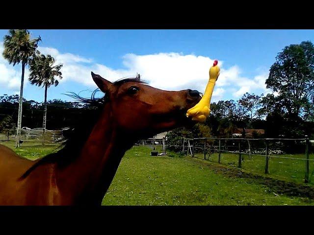 Funniest Horses  | BEST Compilation of 2025