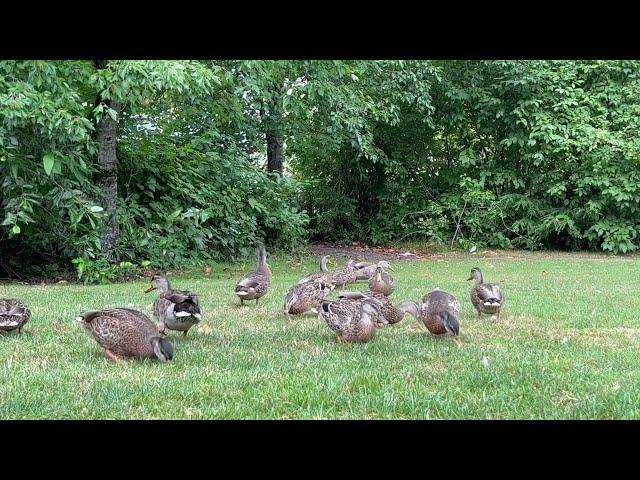 Cute Duck Quack Sound Effect #26