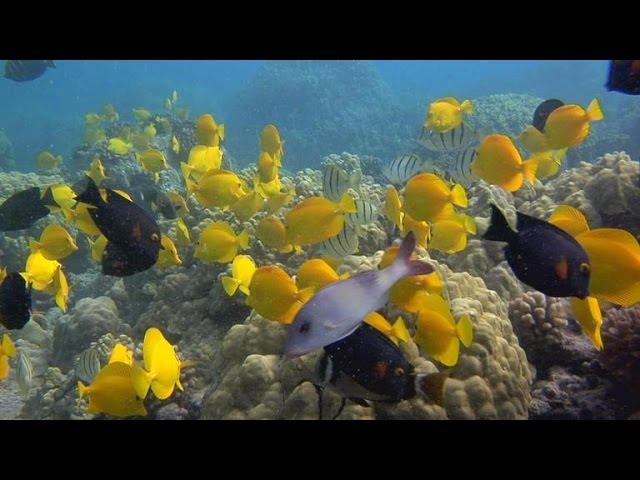 Nature: Hawaii's Kona Coast