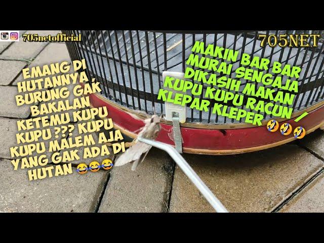 MENGUNGKAP FAKTA, APAKAH BURUNG MATI MAKAN KUPU KUPU / KLEPER ???