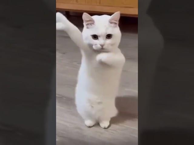 Cat dancing to Chinese song