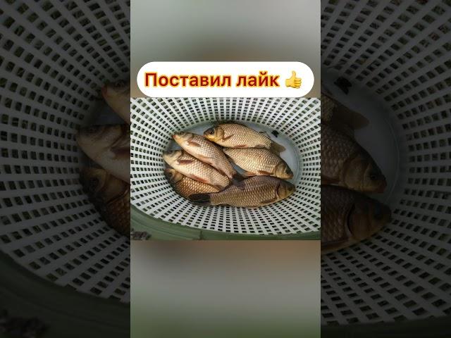 Выбери свой улов #рибалка #fishing #рыбалка #поплавок #ставок #carpfishing #спининг #fish