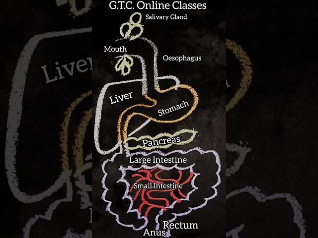 Digestive  system diagram easy #trending #science #shorts #short #digestivesystem