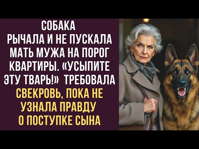 Собака рычала и не пускала мать мужа на порог квартиры. «Усыпите эту тварь!» требовала свекровь