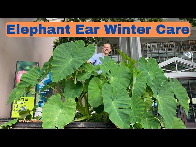 Elephant Ear Winter Plant Care - Colocasia esculenta