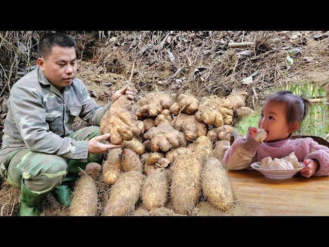 Harvesting Wild Tubers goes to the market sell-Cooking/XuanTruong.