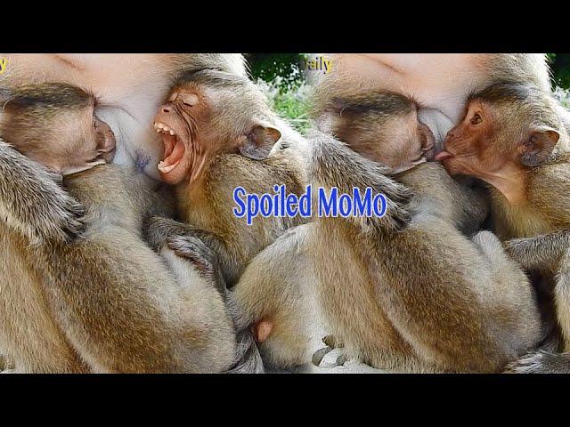 Try Not Laugh So Funny Funny Spoiled Girl Try To Steal Milk From Mama Malika With Spoiled MoMo