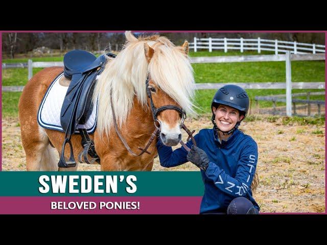 Discover the Endangered Gotland Pony in Sweden!