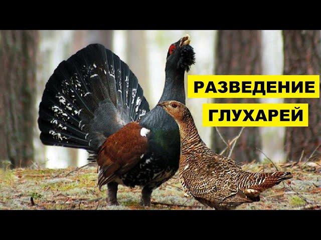 Разведение глухарей в домашних условиях | Дичеразведение