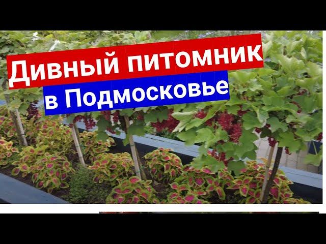 Такого питомника растений в Подмосковье вы еще не видели! Ассортимент до горизонта!