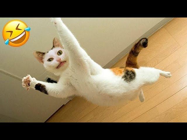 FUNNY CATS will make you LAUGH YOUR HEAD OFF  Funny Cats 2024