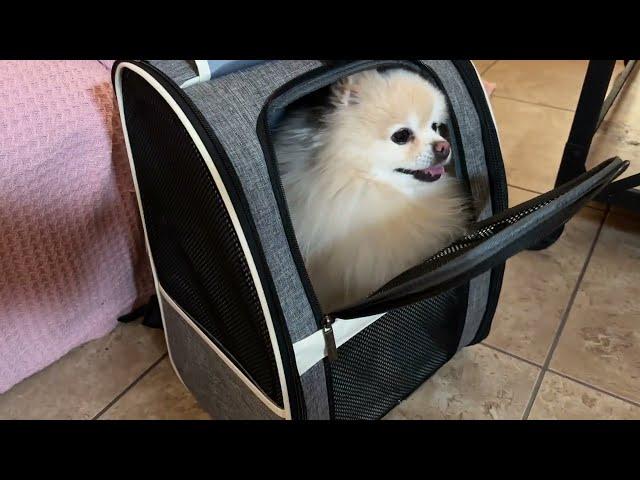 Texsens Pet Carrier Backpack with Windows for Small Cats Dog