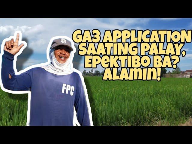 Gaano ka importante ang GA3 sa palay? Alamin! Tara mga ka farmers!