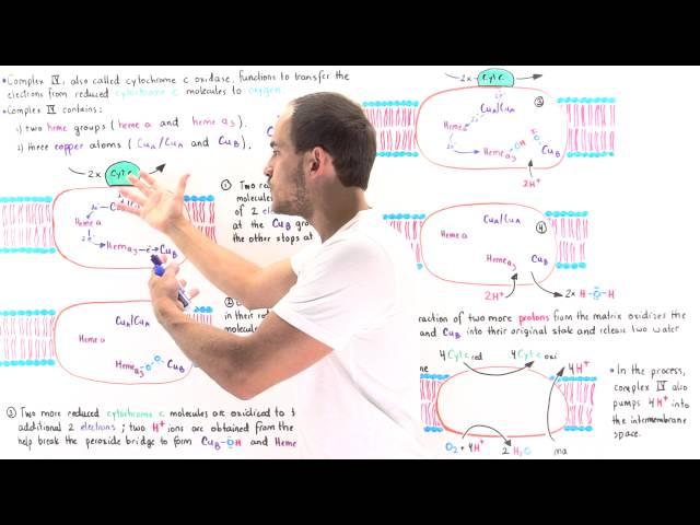 Complex IV of Electron Transport Chain