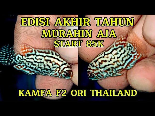 RAJA MOTO GP || LOUHAN KAMFA F2 ORI THAILAND