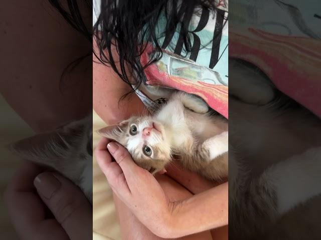 No one wanted Karma, the kitten UNTIL….