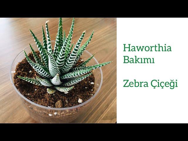 Haworthia-Zebra Çiçeği-Yılan Derisi -Nasıl Bir Toprağa Dikmeliyiz? Toprak Değişimi-Sulama-Çoğaltma