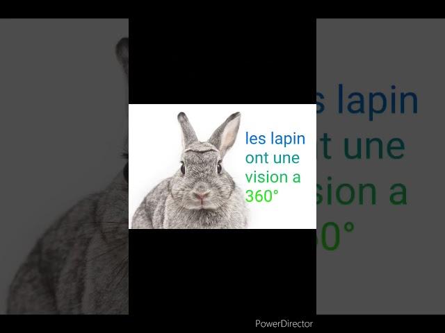 la vision des lapins #lesaviezvous #lapin #shorts