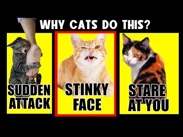 Why Cats Do These 9 Bizarre Things – Explained!