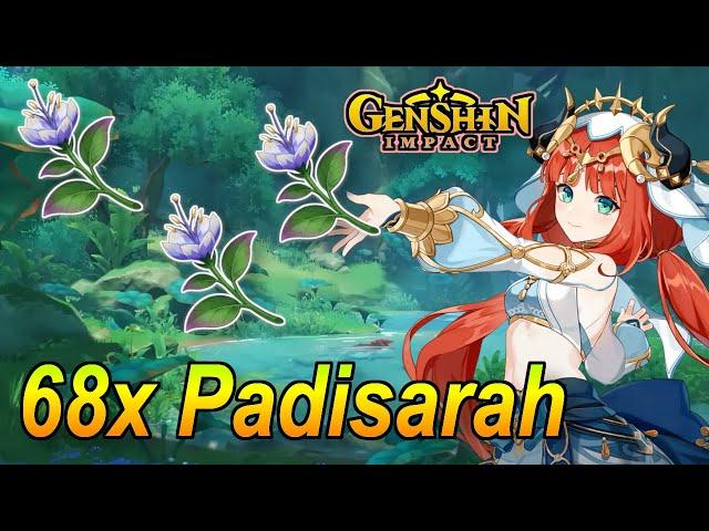 Genshin Impact - Guide 68x Padisarah in Sumeru für Nilou farmen!