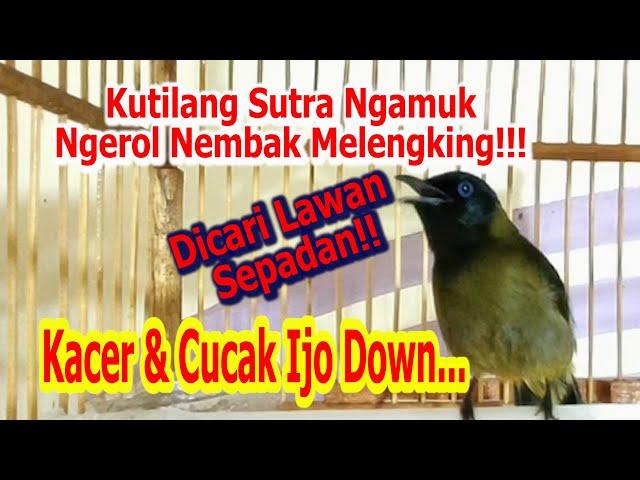 Kutilang Sutra Super Gacor Juara Ngerol Nembak Panjang Bikin Kacer & Ijo Down