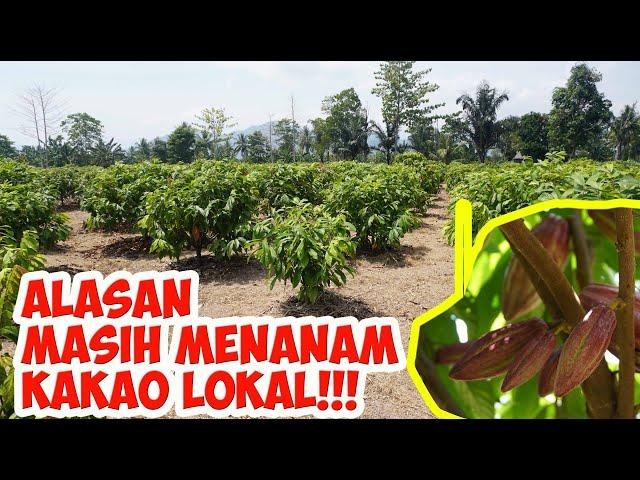 Kakao Klonal vs Hybrid (Kakao Lokal) | Alasan Petani Tanam Ulang dengan Bibit Lokal (Hybrid)