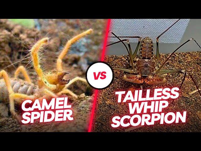  Arachnid Duel: Witness the Intense Encounter Between the Tailless Whip Scorpion and Camel Spider!