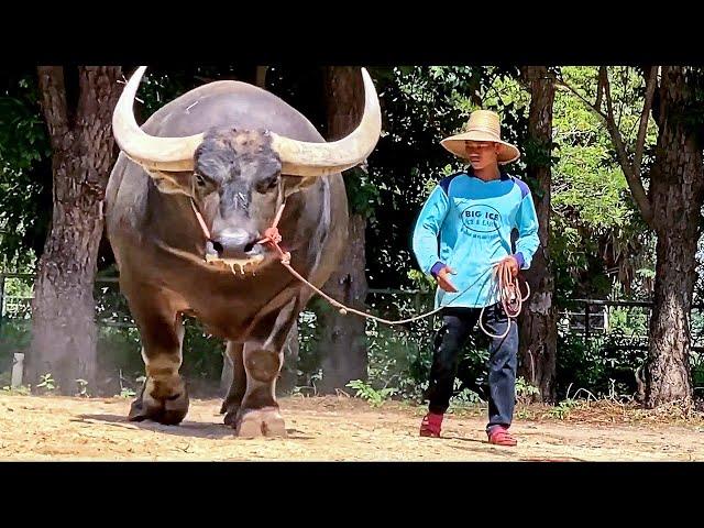 Swamp Buffalo from Thailand