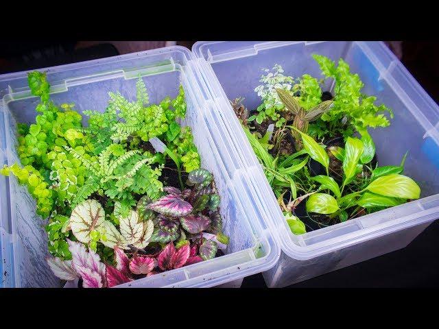 How to Clean and Quarantine Terrarium Plants