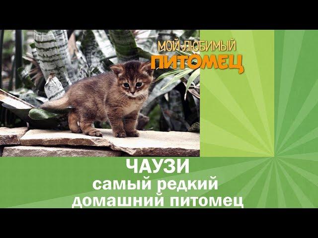 Одна из самых дорогих кошек в мире - ЧАУЗИ