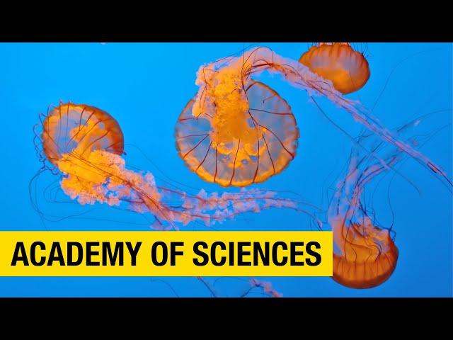 Discover the Wonders of the Natural World at the California Academy of Sciences in San Francisco