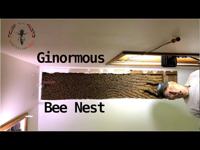  Ginormous Bee Nest 