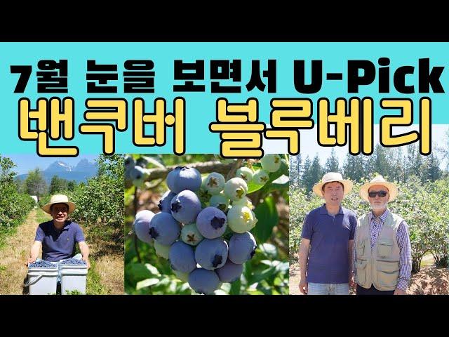 [밴쿠버 블루베리 농장] 밴쿠버 한인이 경영하시는 7월인데 산에 눈이 보이는 Thomas blueberry farm 2024년판 농장의 다양한 풍경과 가격 올립니다